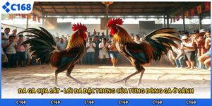 Đá Gà Cựa Sắt - Lối Đá Đặc Trưng Của Từng Dòng Gà Ở Sảnh