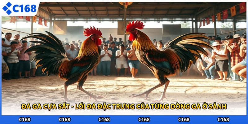 Đá Gà Cựa Sắt - Lối Đá Đặc Trưng Của Từng Dòng Gà Ở Sảnh