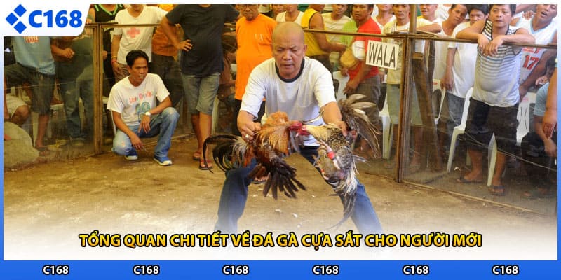 Tổng quan chi tiết về đá gà cựa sắt cho người mới